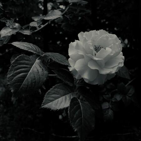 تصویر مطلب