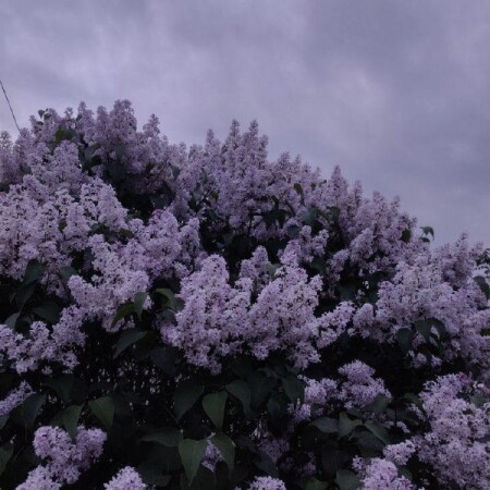 تصویر مطلب