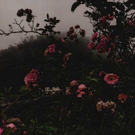 ویناک و آرون قرصای صورتی