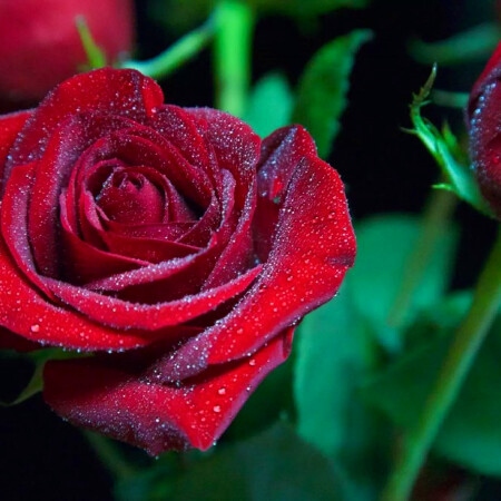 گل های گل خونه ای